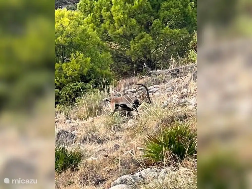 Habe auch einen Steinbock gesichtet.