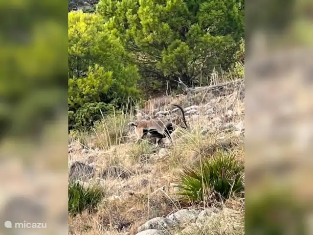 Hip appartement - Casa Mijas -Málaga huren in Spanje, Costa del Sol, La Cala de Mijas - appartement Ook nog een steenbok gespot.