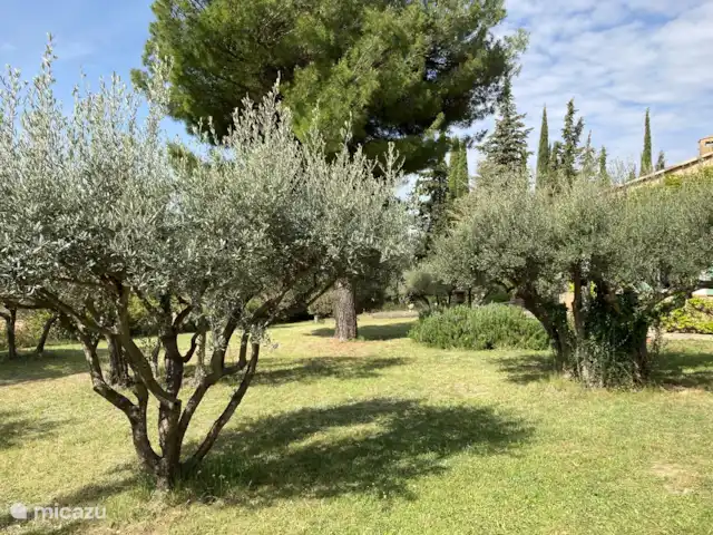 Maison Merle | France, Var, Moissac-Bellevue - villa Tout l'espace du jardin avec des oliviers