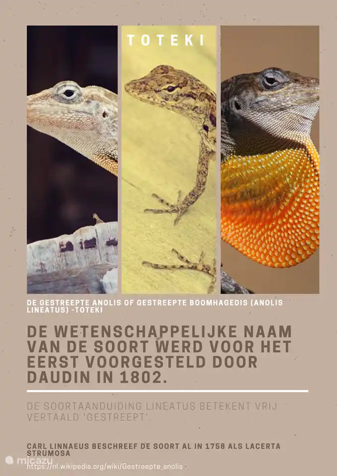 Los Toteki se pueden ver regularmente en los árboles de los barrios. Son bits que pueden mirarte con una mirada como si supieran exactamente lo que estás haciendo.