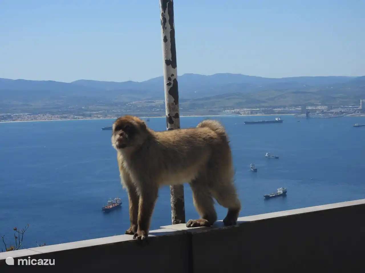 Macaque monkeys on the rock of Gibraltar