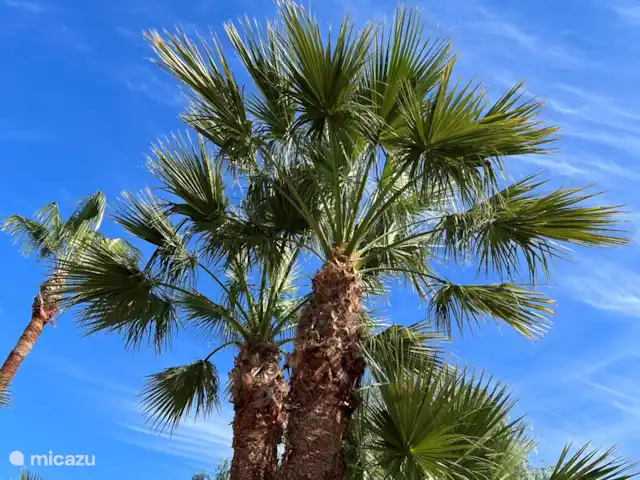 A Casa Mimosa | Espagne, Costa Blanca, Elche - villa palmier dans le jardin