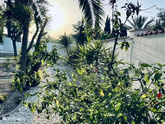 A Casa Mimosa | Espagne, Costa Blanca, Elche - villa Le jardin