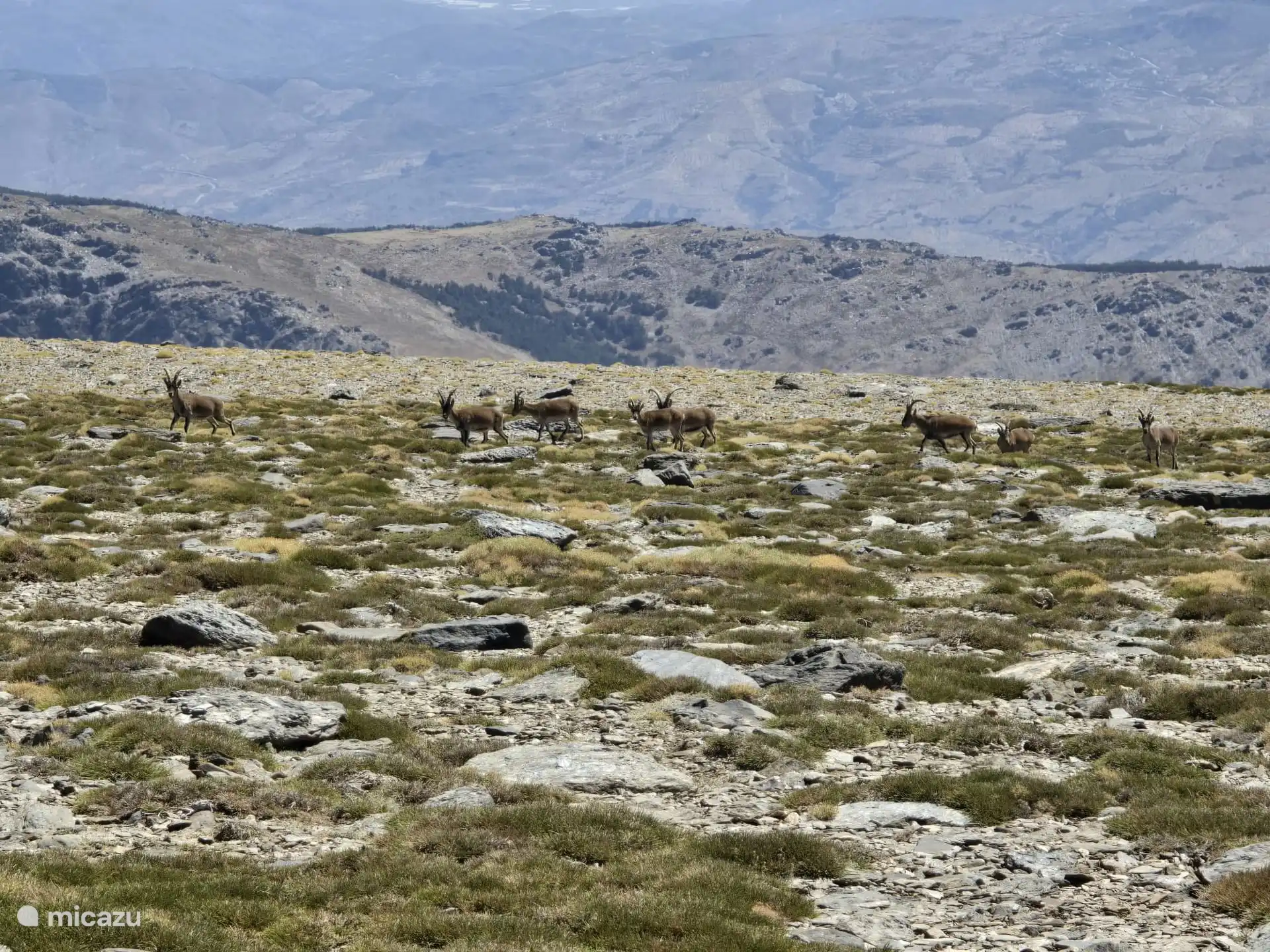 Haciendo senderismo en Sierra Nevada puedes encontrar íbices de cabe.