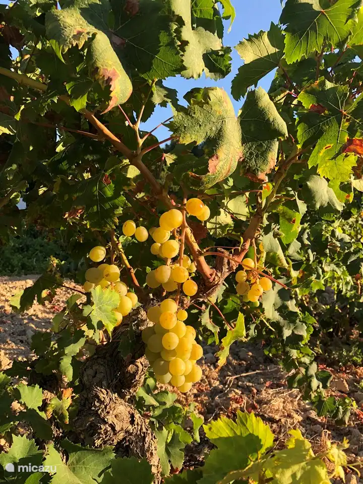 Uvas en la puerta; la zona es conocida por la uva Moscatel 
