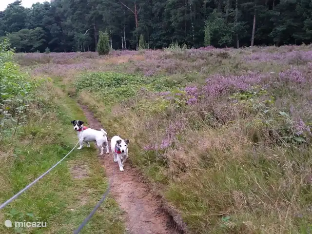 Casa de vacaciones 't Pimpelmeesje en Países Bajos, Güeldres, Winterswijk - casa vacacional