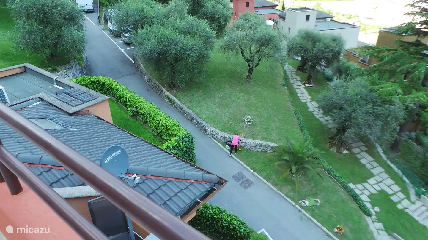 Jardín con olivos en la residencia