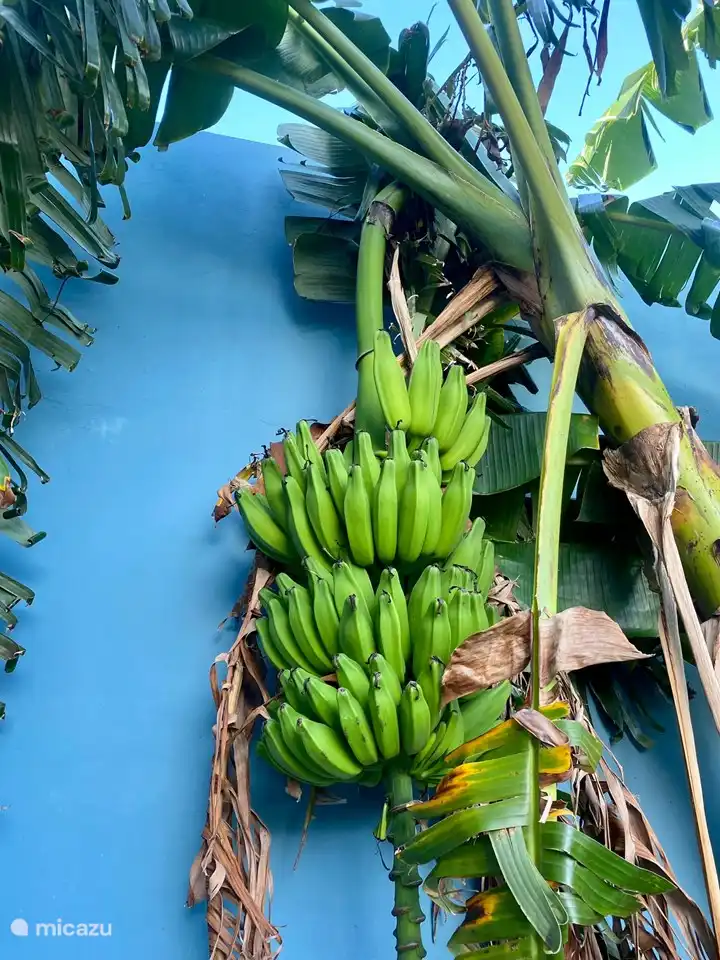 Rondom het huis vind je veel groen en er is een hele grote bananenboom! 