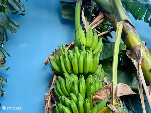 Villa Camillia Residence huren in Curaçao, Banda Ariba (oost), Kwartje - villa Rondom het huis vind je veel groen en er is een hele grote bananenboom!