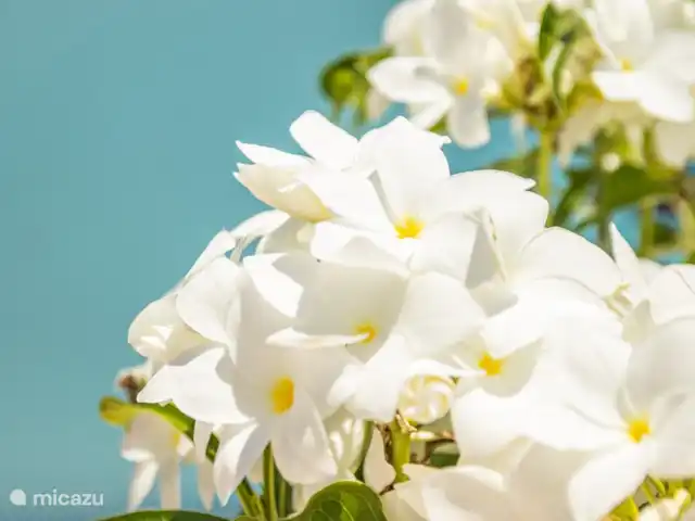 Villa Celebra Bida*Beveiligd Resort* huren in Curaçao, Banda Abou (west), Fontein - villa Flowers @ Celebra Bida