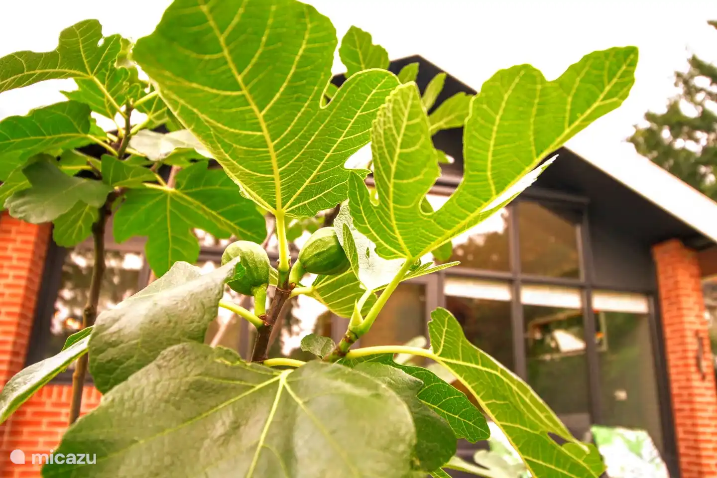 Der Garten ist schön bewachsen.