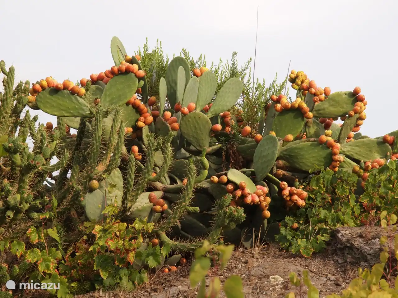 Kaktus mit Früchten