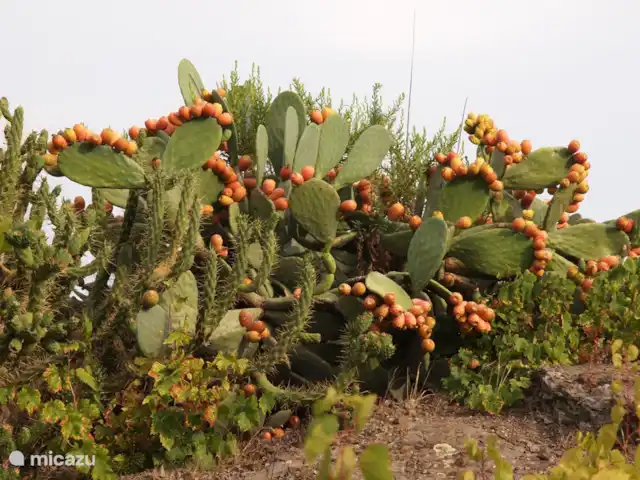 Casa Adriana | Espagne, Andalousie, Cómpeta - finca Cactus aux fruits