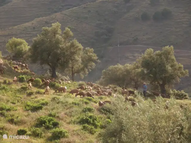Casa Adriana | Espagne, Andalousie, Cómpeta - finca Compter les enfants