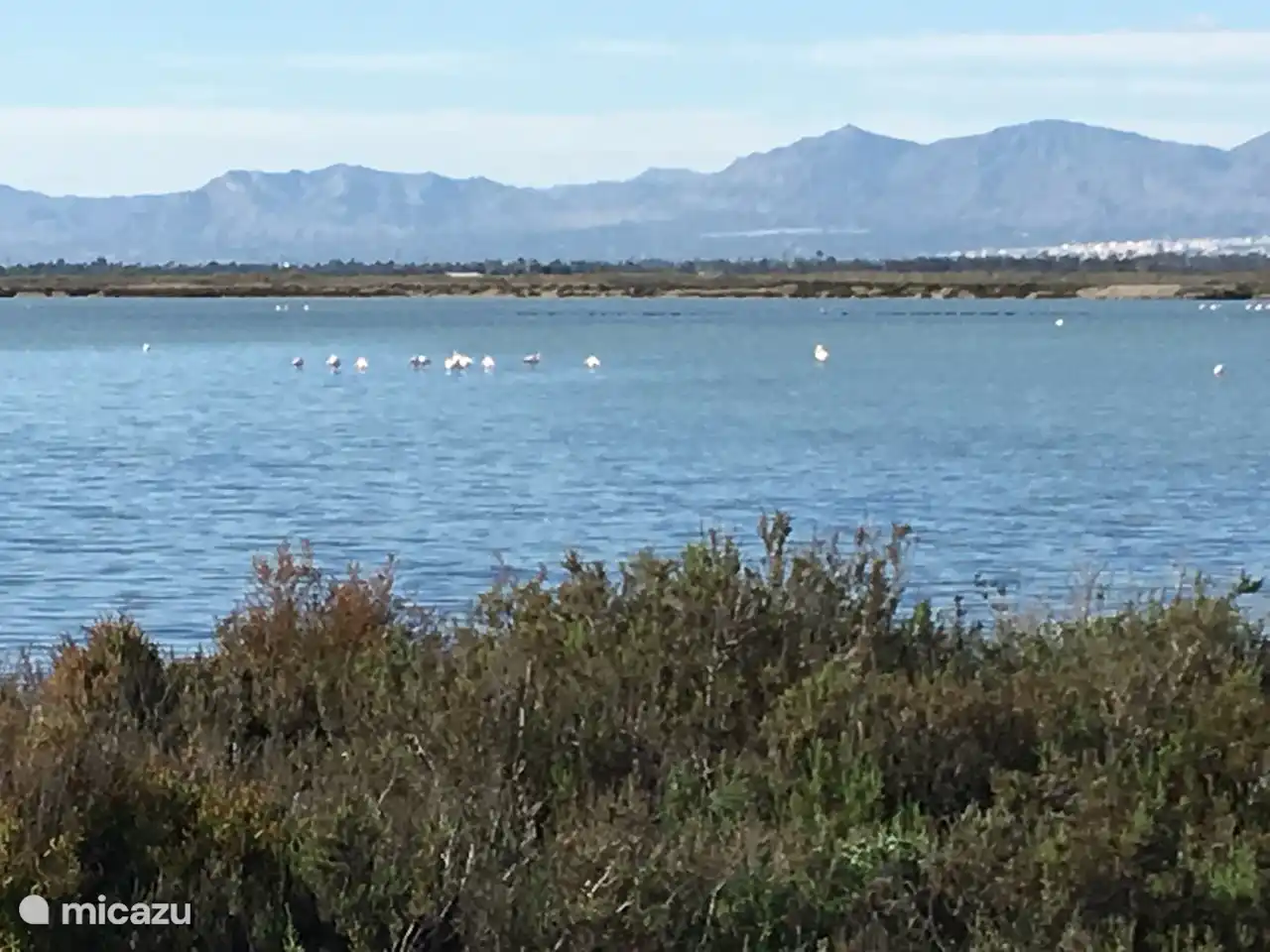 de gezonde zoutmeren met zijn bewoners,
 de flamingo 