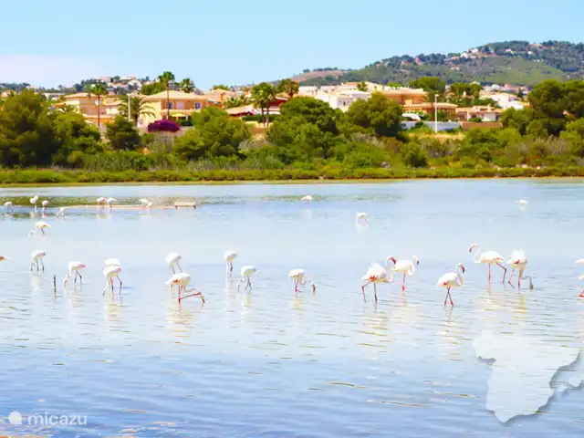 Real Ifach - Flore | Espagne, Costa Blanca, Calpe - appartement Les Salines : lac salé avec flamants roses