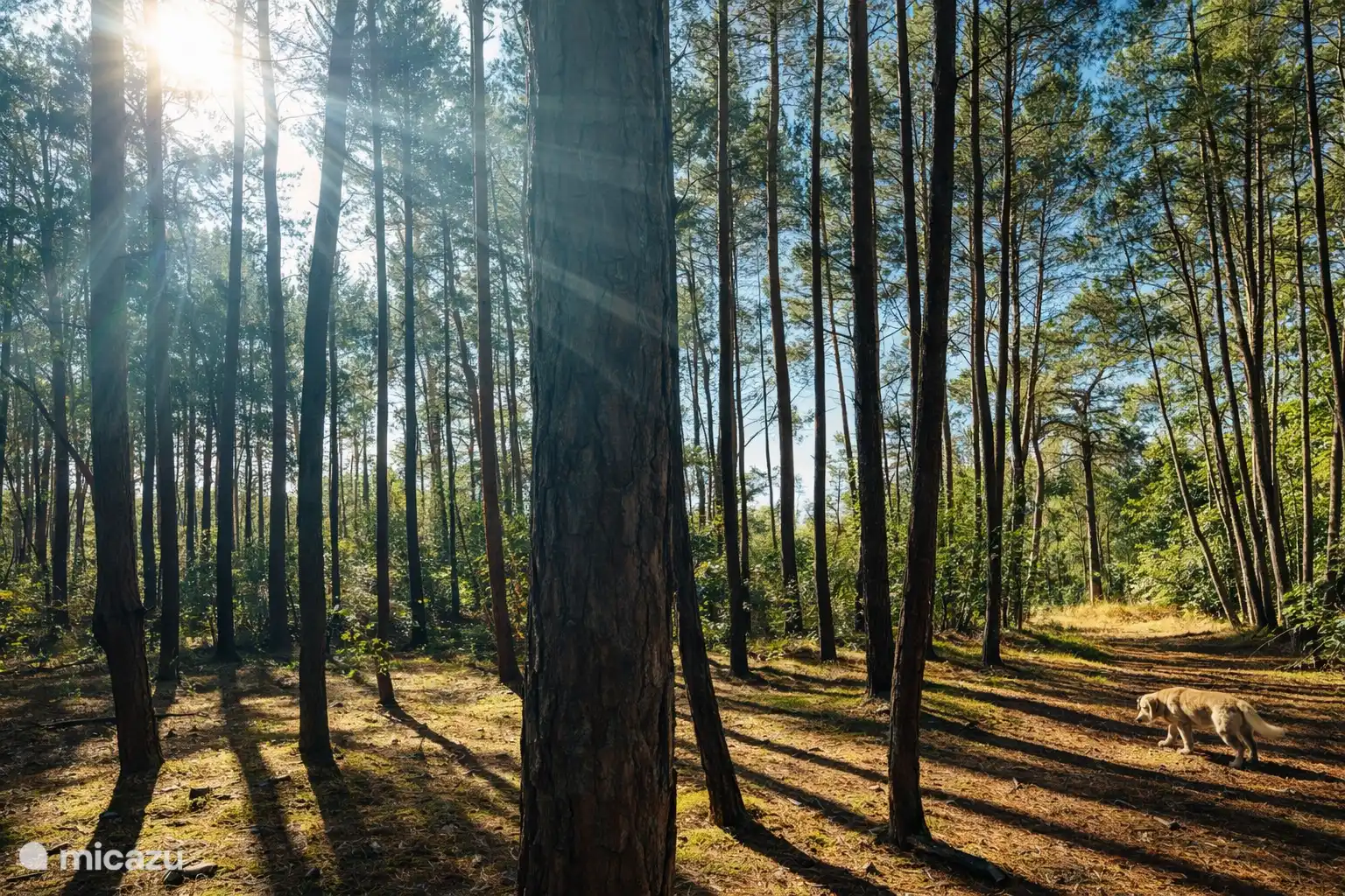 lekker wandeen in het nabij gelegen bos