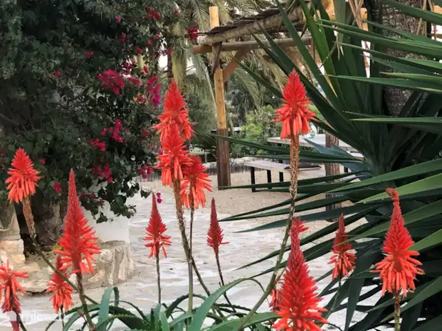 Casa la Perla | Espagne, Costa Blanca, Benissa - finca Belle plantation dans le jardin arboré