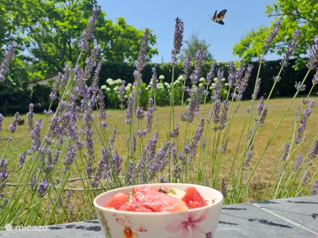 Accueil familial indépendant avec chien accepté | France, Charente, Écuras - maison de vacances Pastèque à la feta et à la menthe fraîche du jardin
