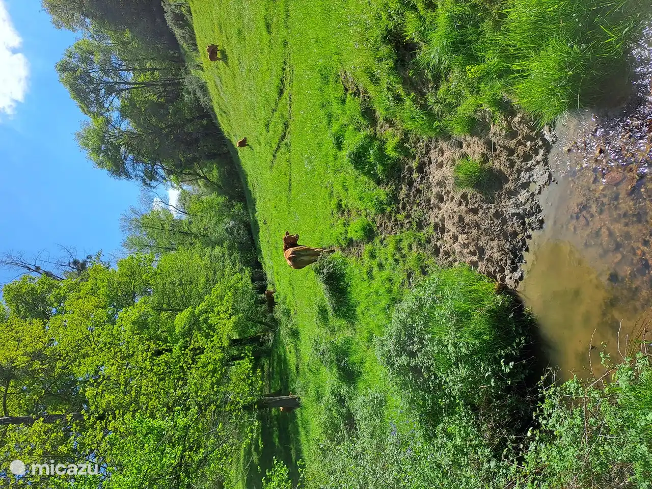 Limousinenkühe auf der Wiese mit Tränke