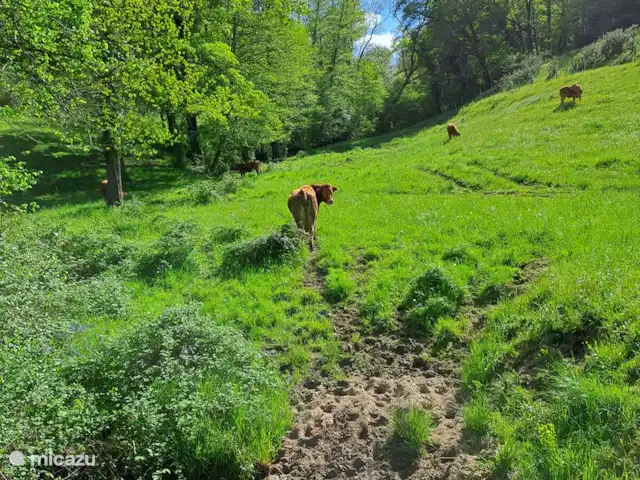 Accueil familial indépendant avec chien accepté | France, Charente, Écuras - maison de vacances Vaches limousines dans un pré avec abreuvoir