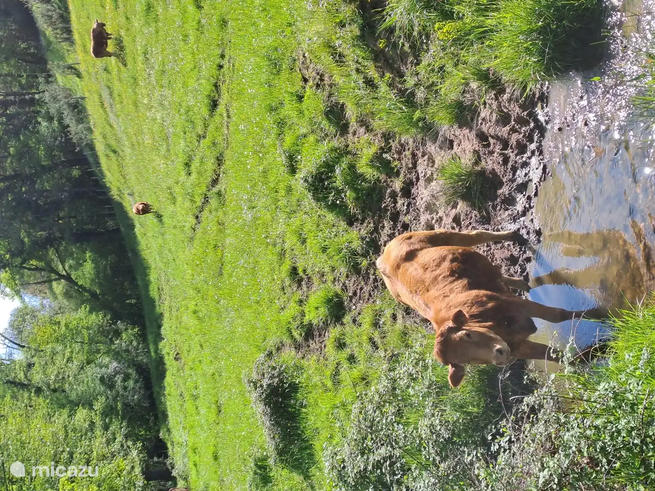 Getränke von Kühen