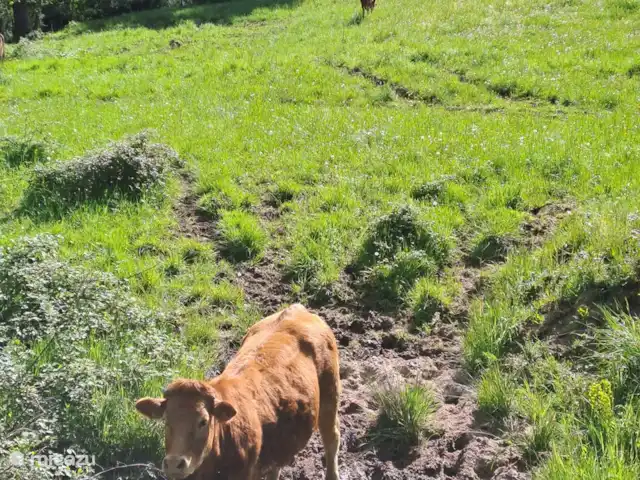 Accueil familial indépendant avec chien accepté | France, Charente, Écuras - maison de vacances Boissons de vache