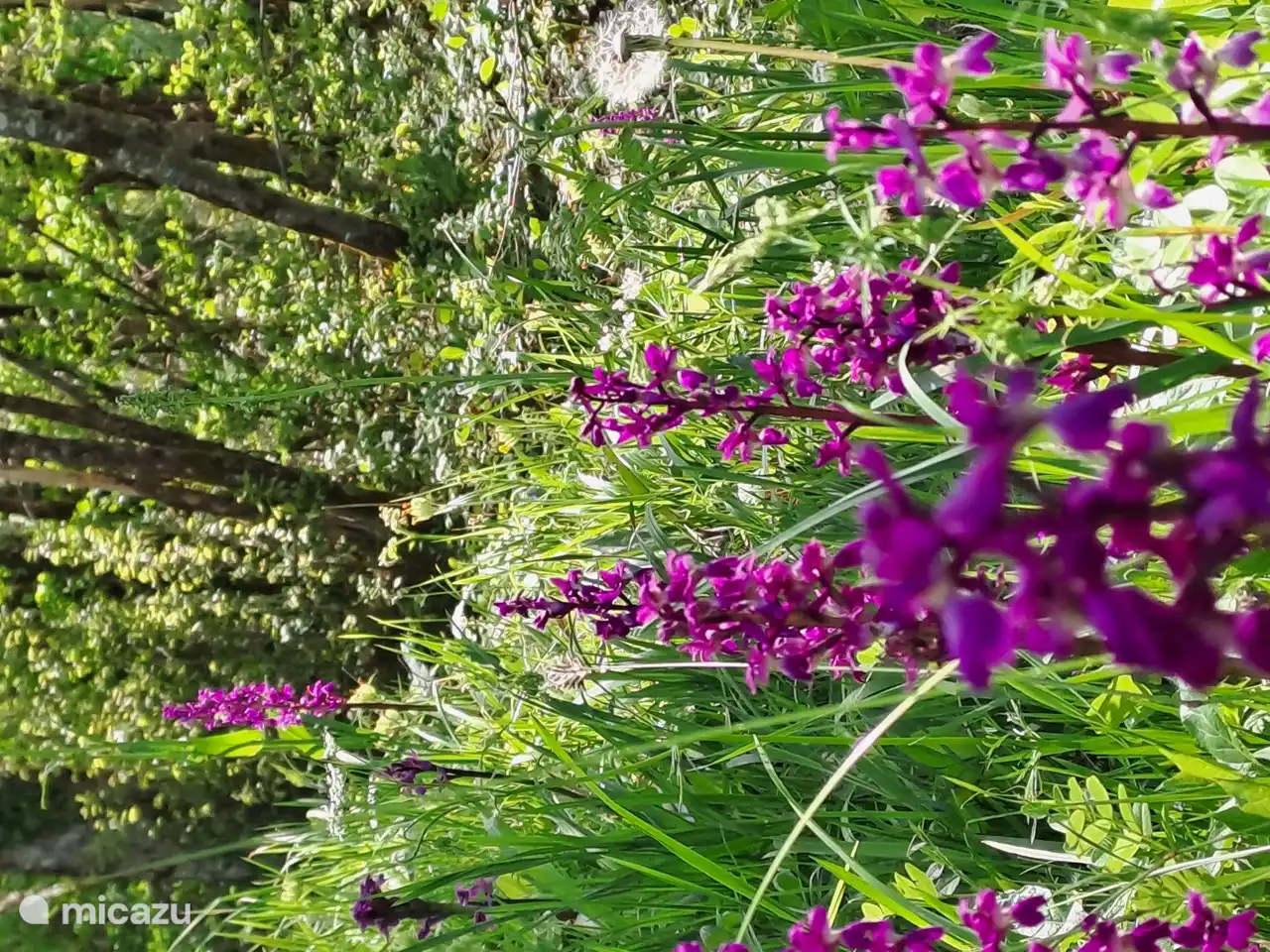 wilde Orchideen