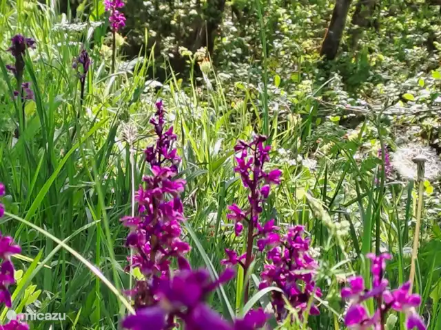 Accueil familial indépendant avec chien accepté | France, Charente, Écuras - maison de vacances orchidées sauvages