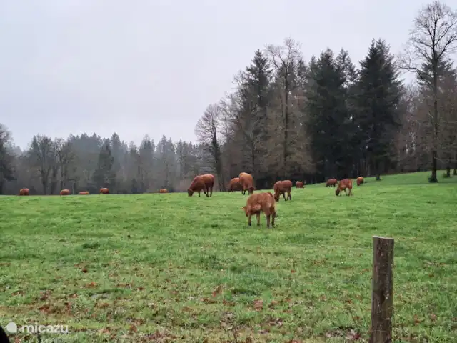 Accueil familial indépendant avec chien accepté | France, Charente, Écuras - maison de vacances belles vaches limousines