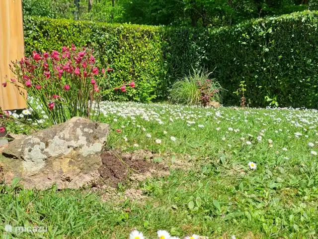 Accueil familial indépendant avec chien accepté | France, Charente, Écuras - maison de vacances Jeune noisetier et genêt rouge