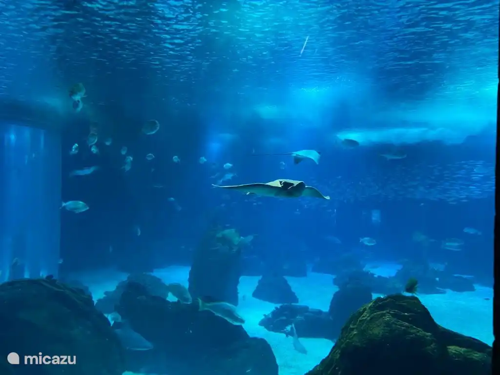 Lisbon Oceanário