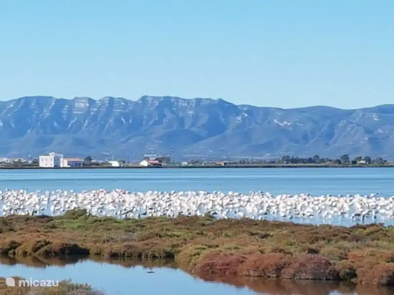 flamingos in the delta