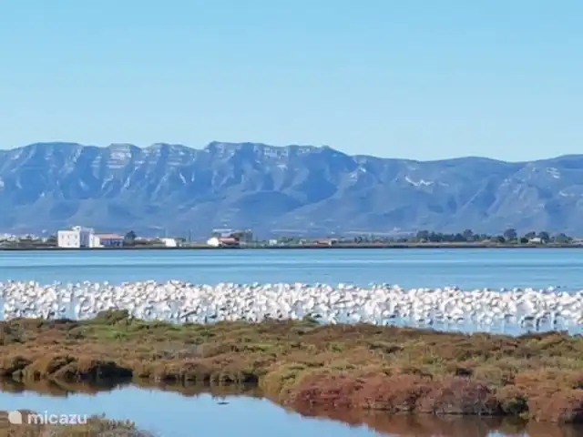 El Sueño huren in Spanje, Costa Dorada, La Ràpita - appartement flamingo's in de delta