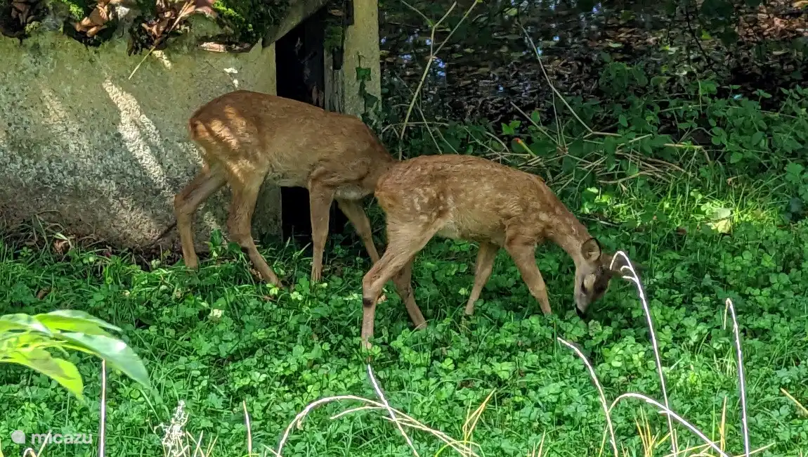 Natur ein paar Schritte entfernt