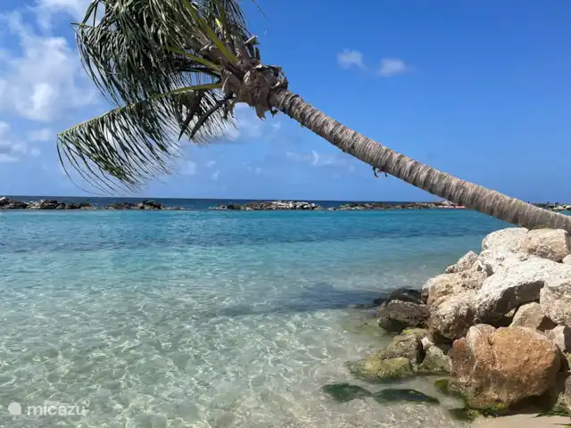 Location de Vacances Curaçao, Banda Ariba (est), Santa Catharina, bungalow - Casa Pura Vida Plage du Mambo. A 15 minutes de la maison. Plage à service complet avec clubs de plage, restaurants et boutiques.