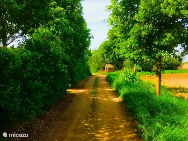 Cabaña en el bosque en Países Bajos, Limburgo, Reuver - casa vacacional casa del bosque