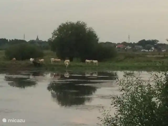 Cabaña en el bosque en Países Bajos, Limburgo, Reuver - casa vacacional casa del bosque