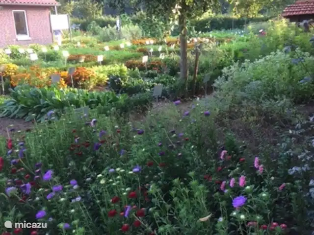 Cabaña en el bosque en Países Bajos, Limburgo, Reuver - casa vacacional casa del bosque
