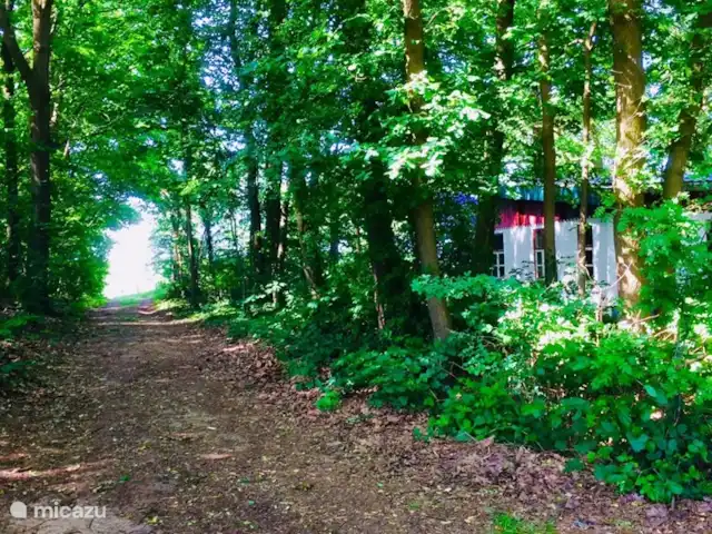 Cabaña en el bosque en Países Bajos, Limburgo, Reuver - casa vacacional Muy tranquilo situado en 5 hectáreas de terreno privado con bosque. Disfruta de la paz. Muchas rutas de ciclismo y senderismo en el hermoso paisaje de Limburgo.