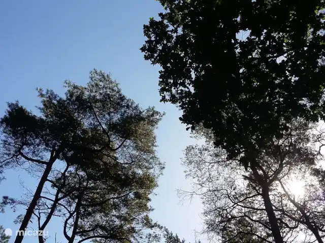 Location de Vacances Pays-Bas, Drenthe, Norg, maison de vacances - Maison de vacances Norg Drenthe À l'extérieur