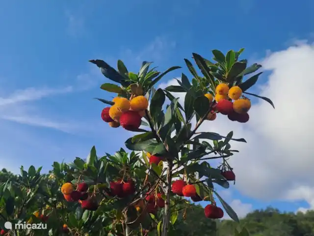 Oliveira en Francia, Costa Azul, Les Issambres - villa Jardín