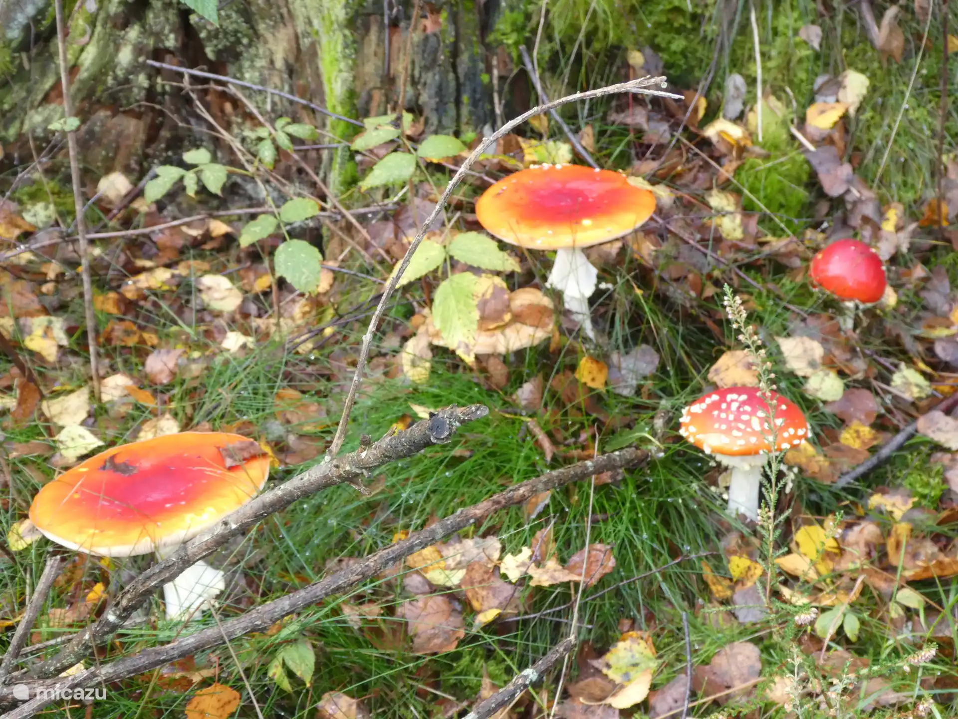 Am Rande der Nadelwälder findet man den roten Pilz mit den weißen Punkten (der Fliegenpilz) in großer Zahl. Dieser Pilz ist giftig. Es gibt keine nachteiligen Folgen, wenn man nur berührt. 