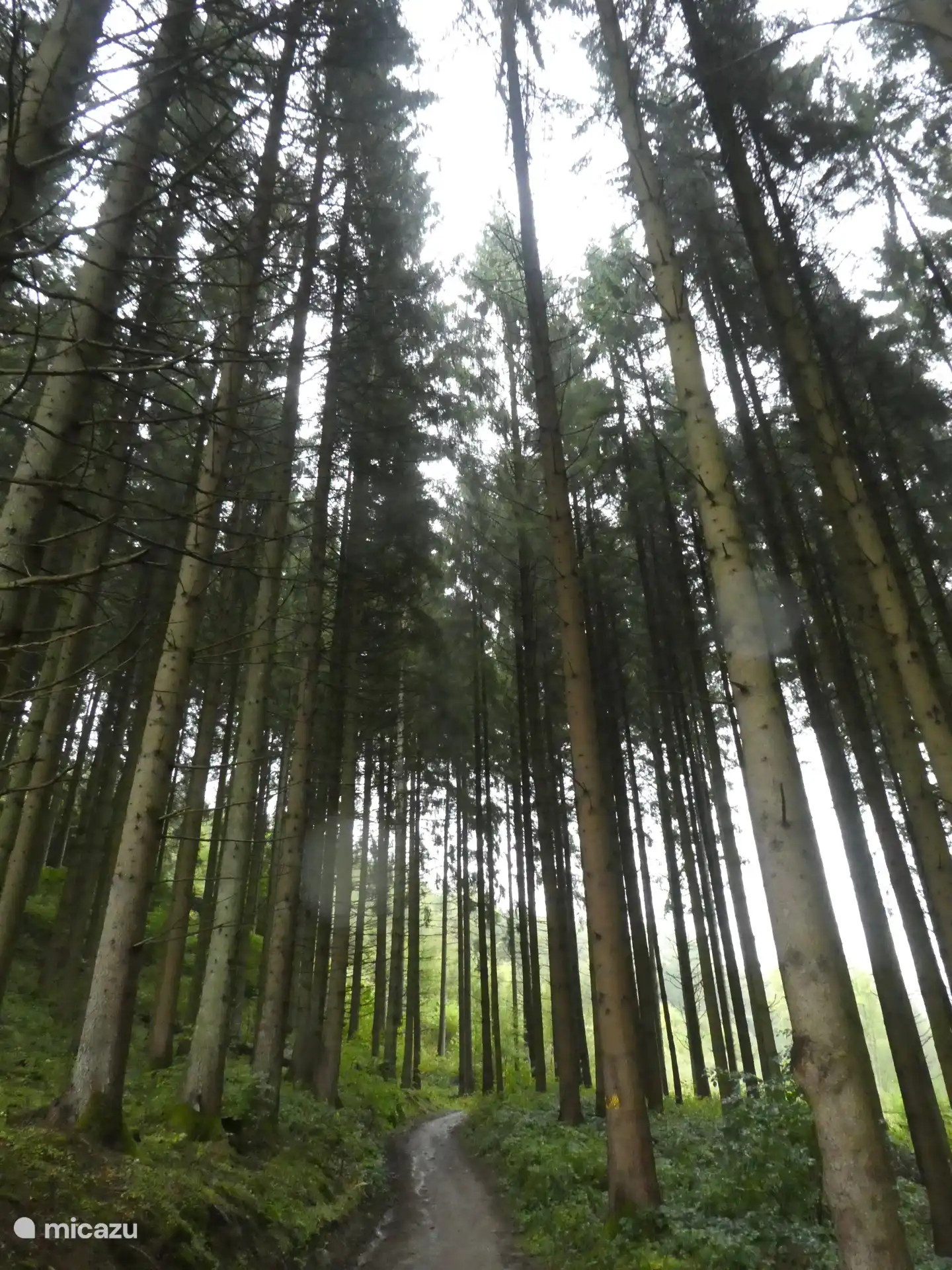 Ein Fichtenwald; immer angenehm zu gehen; so weich an den Füßen wegen der hereingefallenen Nadeln.