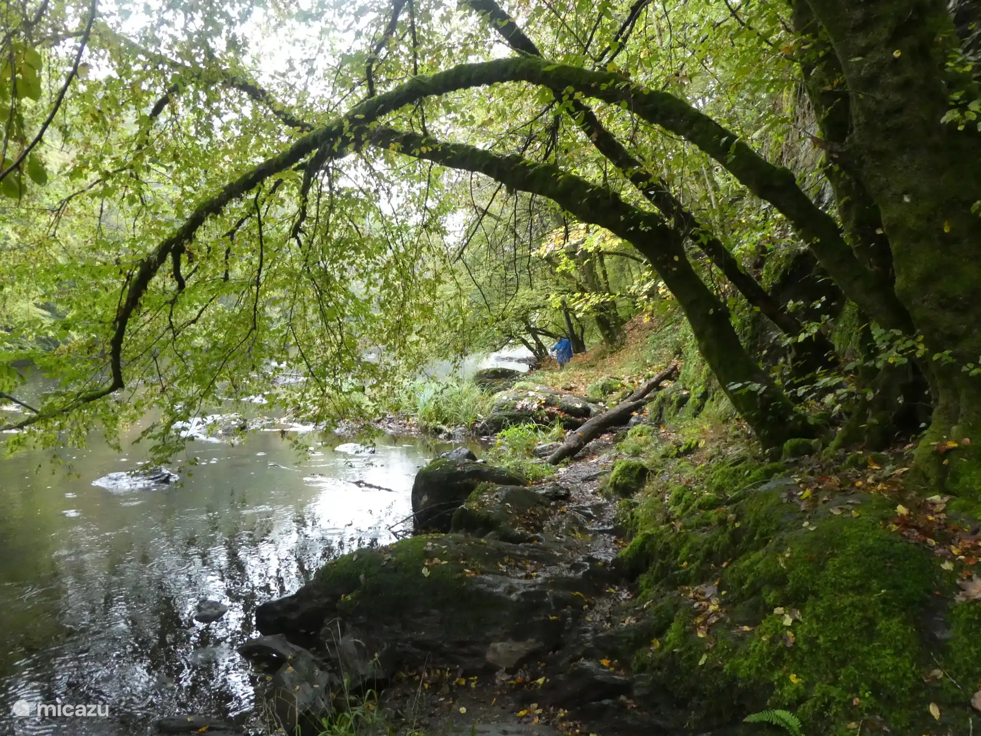 Stück Wanderweg (Felsen) entlang der Ourthe. Passen Sie auf, dass Sie bei nassem Wetter nicht ausrutschen, aber was für ein herrlicher Waldduft bei solchem Wetter!