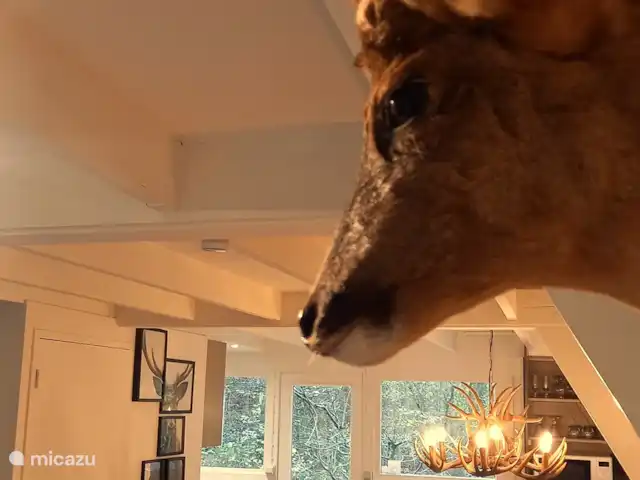 Location de Vacances Belgique, Ardennes, Durbuy, maison de vacances - Maison Tronchiennes « Nos cerfs » veillent sur notre maison de vacances !