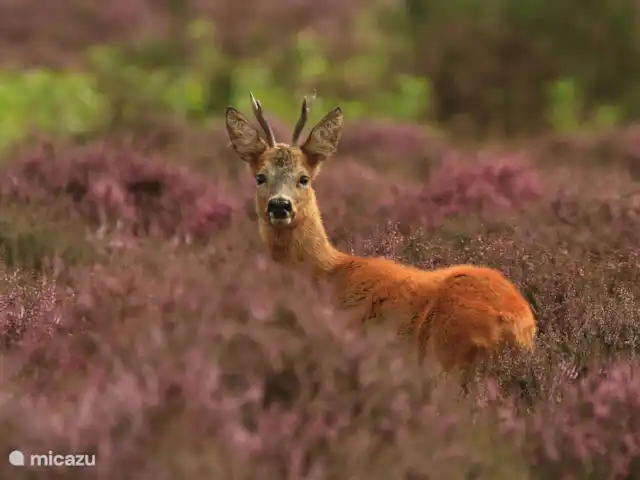 Boerderij de Reekamp huren in Nederland, Gelderland, Zelhem - boerderij Omgeving