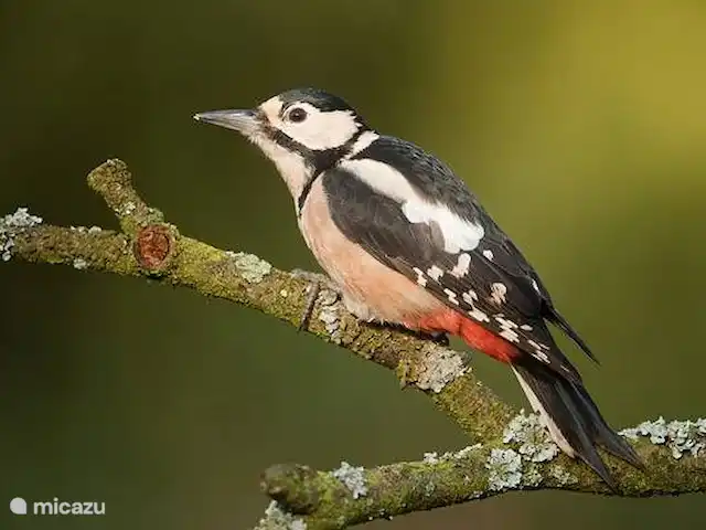 Boerderij de Reekamp huren in Nederland, Gelderland, Zelhem - boerderij Omgeving
