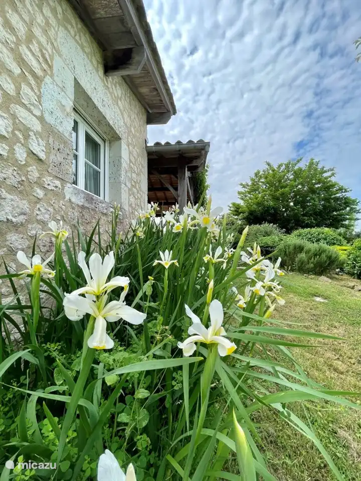 Schwertlilien im Garten