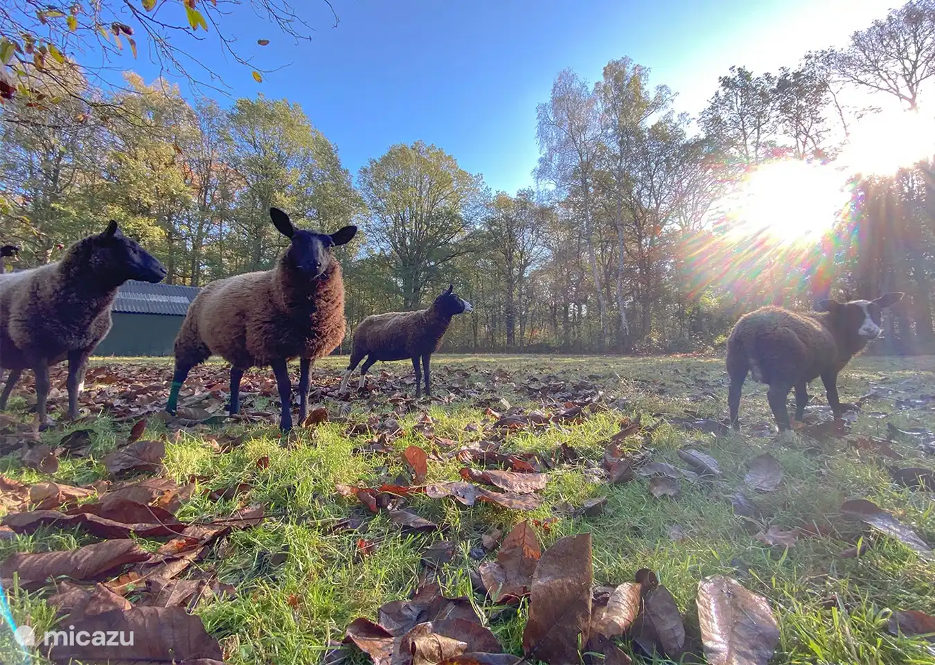Angrenzende Weide auf Landgoed van Leeuwen mit netten grasenden Gästen.